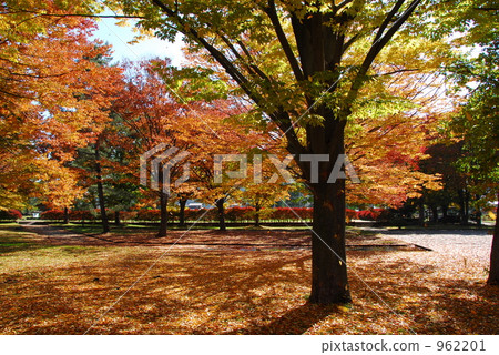 黃色秋葉 黃色秋葉 962201