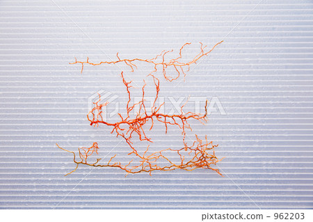 Sansuberia的根源就像血管一樣 Sansuberia的根源就像血管一樣 962203