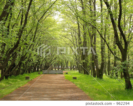 tree-lined road, row of tree, park 962294