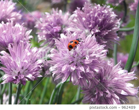 Chives Chives 962489
