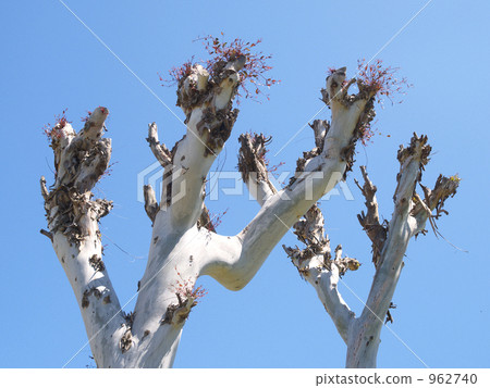 桉樹樹幹，堅固耐用，-1 962740