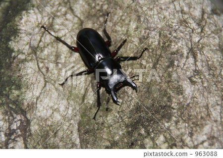 季節性鍬形甲蟲 季節性鍬形甲蟲 963088