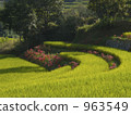 Asuka Village Higanohana Flowering Inaba Rice Terrace 963549