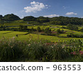 Asuka Village Higanohana Flowering Inaba Rice Terrace 963553