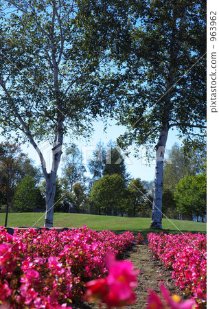 Scenery with flowers and trees Scenery with flowers and trees 963962