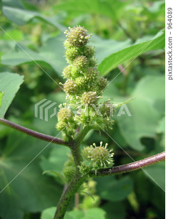 神秘的形狀 964089