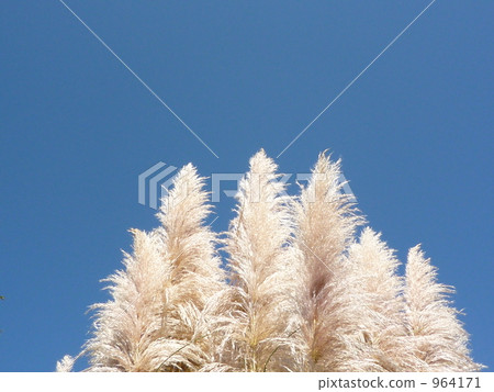 鈴木在強羅公園 964171