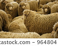 A flock of sheep 964804