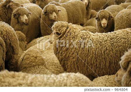 A flock of sheep A flock of sheep 964804