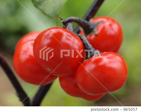 紅茄子 965057