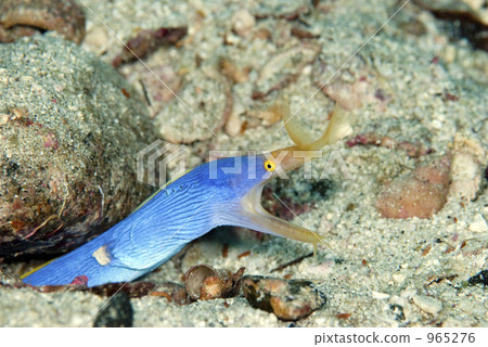 Ribbon eel, rhinomuraena quaesita, bernis eel 965276