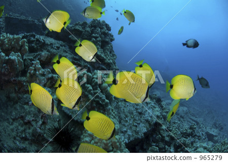 butterflyfish, oriental butterflyfish, flock 965279
