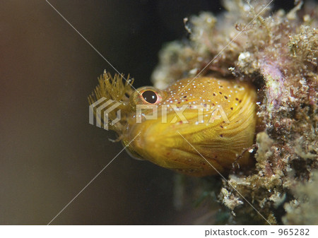 船舷上緣 鹹水魚 海水魚 965282