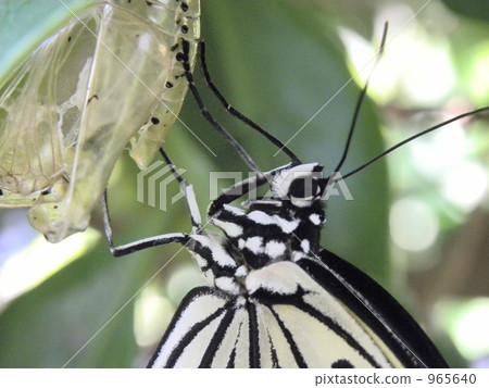 Face of the giant foxtail 965640