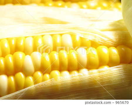 corn  965670