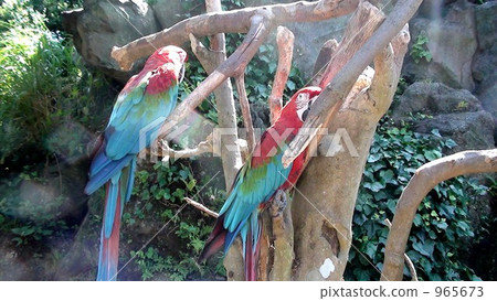 parrot, aum, avian 965673