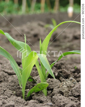 玉米發芽 玉米發芽 965836