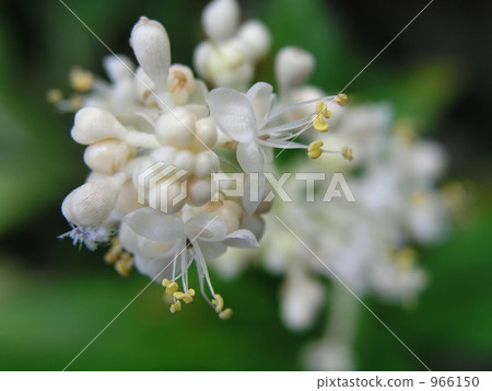 布什牛蒡 布什牛蒡 966150