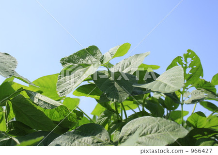大豆葉子和大天空 大豆葉子和大天空 966427
