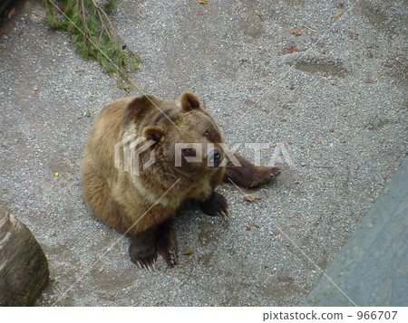 The symbol of Bern 966707