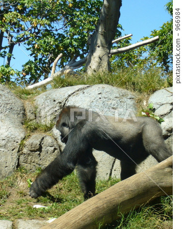 gorilla, gorillas, san diego 966984