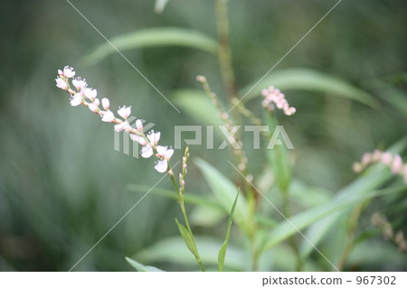 Pretty flowers blooming in the backyard of your home 967302