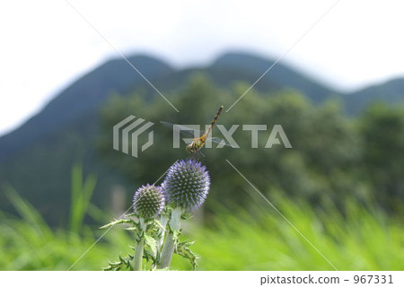 糙毛藍刺頭 蜻蜓 在山腳下 967331