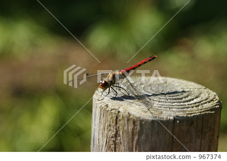 red dragonfly, log, logs 967374