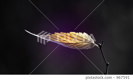 dead leaf, dry leaves, one page 967591