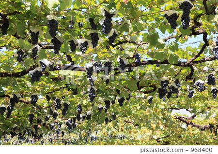 葡萄採摘 968400