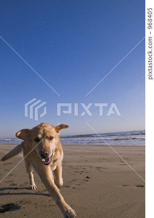 沙灘 毛孩 狗 968405