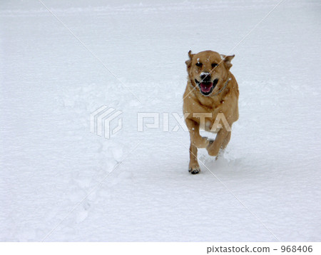 積雪 毛孩 狗 968406