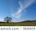 Autumn sky and tree of Harnire 968409
