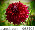 It is Dalia's Midnight dancer. 968502
