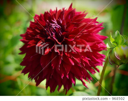 It is Dalia's Midnight dancer. It is Dalia's Midnight dancer. 968502