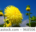 It is Dalia's yellow rain. 968506