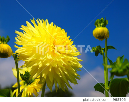 It is Dalia's yellow rain. It is Dalia's yellow rain. 968506
