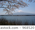 Sakura and Fuji 968520