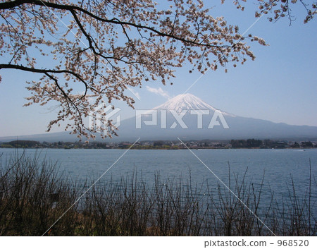 Sakura and Fuji Sakura and Fuji 968520
