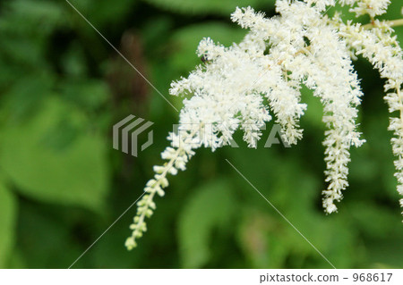 Yamaboki Shuma 968617