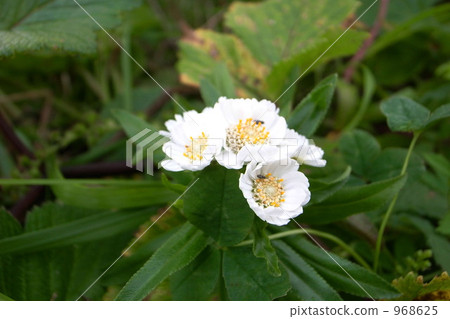 Ezo Nokogirisou 968625