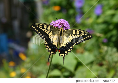 吞下與花傳播的羽毛的Swallowtail 968717