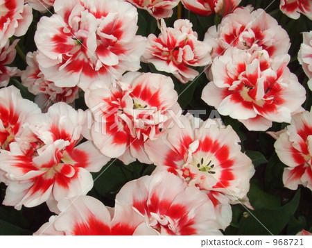 八個鬱金香 968721