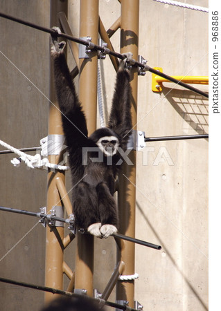 Hang health Hang health 968886