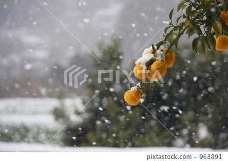 yuzu (small citrus fruit), citron, japanese citron 968891