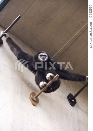 撒尿 撒尿 968894