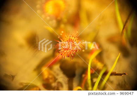drosera, sundew, close-up 969047