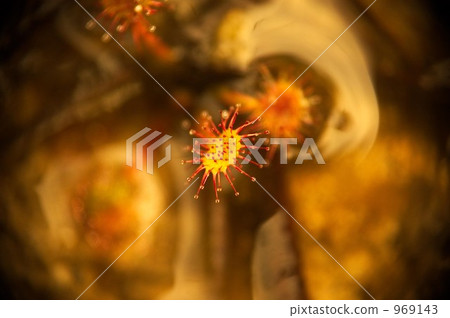 茅膏菜 花朵 花 969143