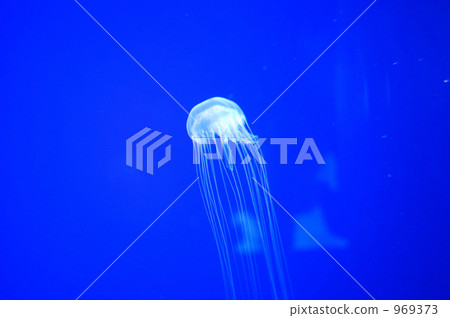 籠子 籠子 969373
