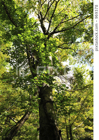 painted maple, tenninkyo, large tree 969378